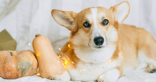 4 Ways to Give Thanks to Your Vet Team [And How Gratitude Benefits Mental Health]
